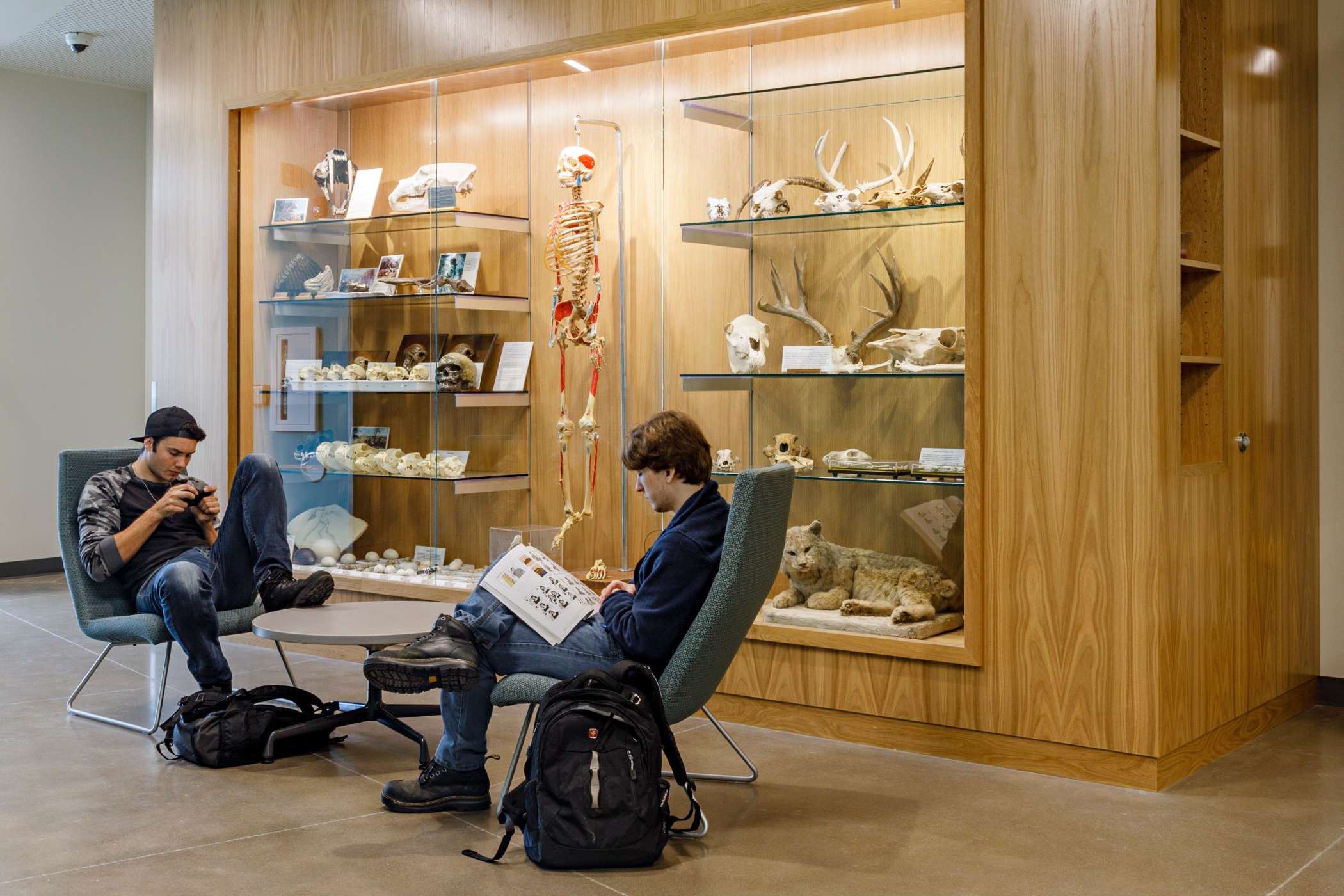 Two students reading next a human anatomy display case in the hall