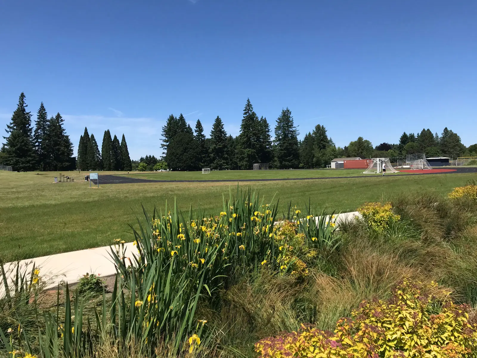 A set of yellow flowers and grass in front of the field and running track on the Oregon City campus