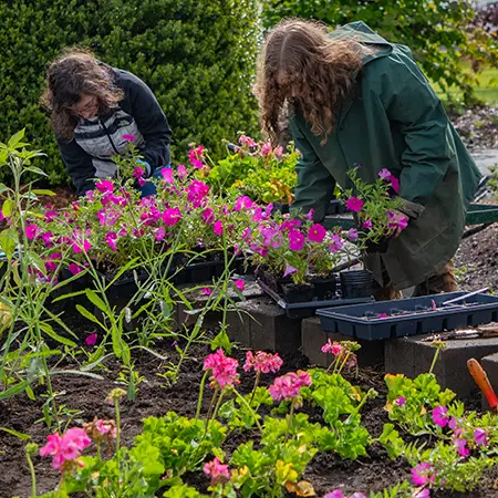 Students taking pink flowering plants from start containers and planting them in the ground at the Oregon City campus.