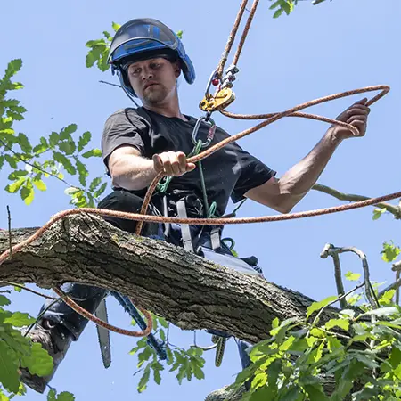 Person working in a tree