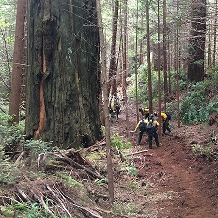 A group of firefighters clearing out a fireline across an old growth forest.