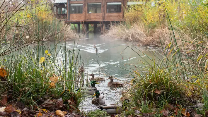Ducks swimming outside the ELC