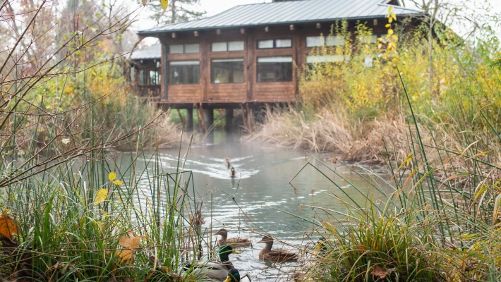 Ducks swim in the wetlands at the Environmental Learning Center on CCC's Oregon City campus