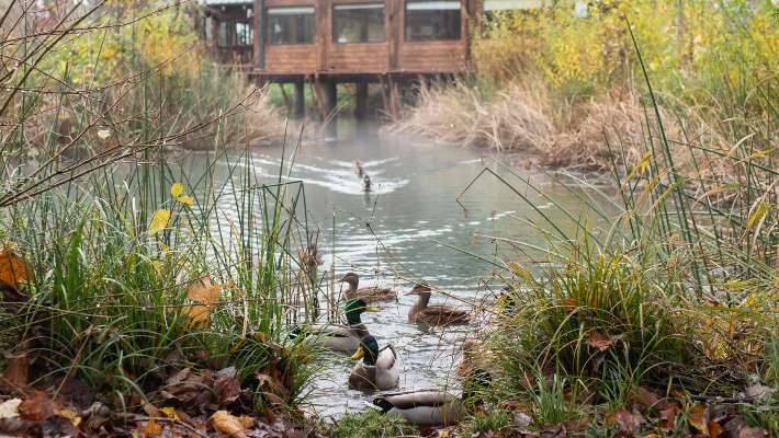 Ducks in the pond in front of the Environmental Learning Center
